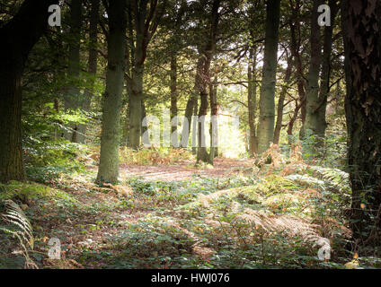 Vista di bosco in Bucks Regno Unito Foto Stock