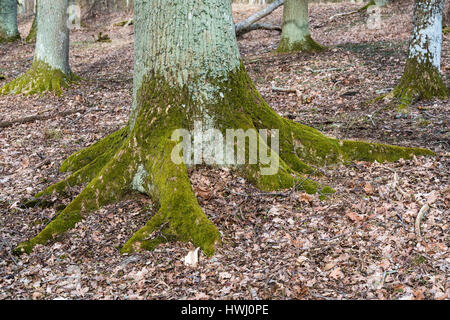 Il vecchio stabile di muschio radicata quercia Foto Stock