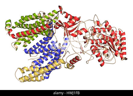 Gamma secretasi complesso proteico. Multi-intramembrane subunità di proteasi che svolge ruolo nella trasformazione delle proteine come proteina precursore amiloide e Foto Stock
