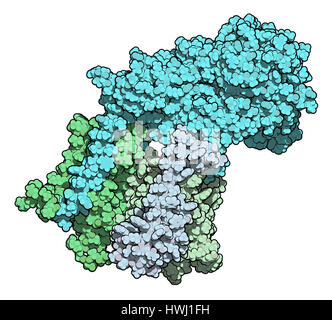 Gamma secretasi complesso proteico. Multi-intramembrane subunità di proteasi che svolge ruolo nella trasformazione delle proteine come proteina precursore amiloide e Foto Stock