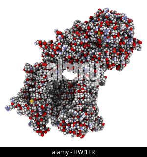 Gamma secretasi complesso proteico. Multi-intramembrane subunità di proteasi che svolge ruolo nella trasformazione delle proteine come proteina precursore amiloide e Foto Stock