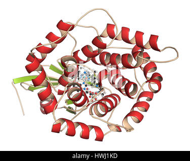 Fattore intrinseco (SE) di proteina. Glicoproteina prodotta nello stomaco, necessario per l'assorbimento di vitamina B12 (cobalamina). 3D'illustrazione. Proteina: Ca Foto Stock