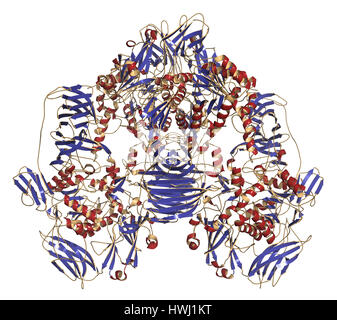Lattasi (Kluyveromyces lactis di beta-galattosidasi) enzima. Digerire il lattosio proteina isolata da lievito che viene usato per preparare senza lattosio alimenti. 3D Foto Stock