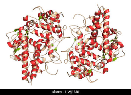 Enzima mieloperossidasi. Proteina lisosomiale, presente nei granulociti neutrofili, che produce acido ipocloroso. 3D'illustrazione. Cartoon representatio Foto Stock