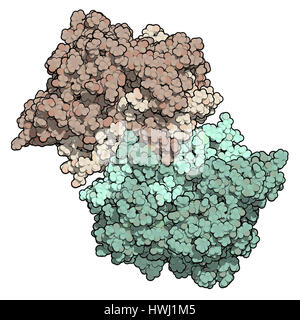 Enzima mieloperossidasi. Proteina lisosomiale, presente nei granulociti neutrofili, che produce acido ipocloroso. 3D'illustrazione. Atomi mostrato come colore Foto Stock