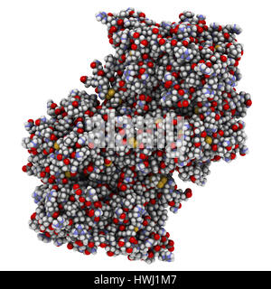 Enzima mieloperossidasi. Proteina lisosomiale, presente nei granulociti neutrofili, che produce acido ipocloroso. 3D'illustrazione. Atomi mostrato come sfera Foto Stock