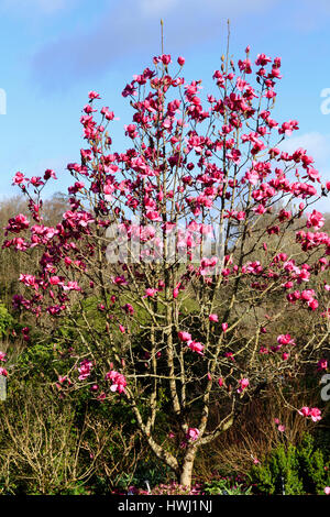 Rosa rosso dei fiori di magnolia 'Felix giuria' inizio primavera la sua stagione di fioritura in Marzo Foto Stock