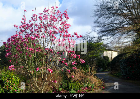 Rosa rosso dei fiori di magnolia 'Felix giuria' inizio primavera la sua stagione di fioritura in marzo presso il Garden House, Devon Foto Stock