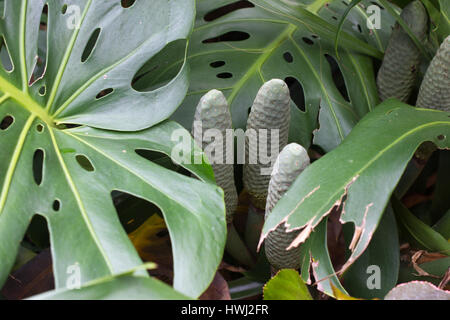 Monstera deliciosa fiori e foglie. Robusto esotico verde grande pianta della foresta pluviale Foto Stock