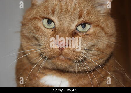 Gatto aveva le lacrime che fluisce dagli occhi perché gli occhi sono malati. Close-up. Questioni veterinarie Foto Stock