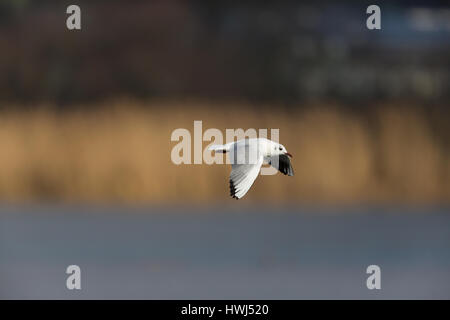 Ritratto di risorse naturali comuni a testa nera (gabbiano Larus ridibundus) Foto Stock