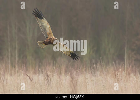 Femmina di Albanella reale (Circus cyaneus) o northern harrier la caccia al di sopra di un prato durante un inverno freddo Foto Stock