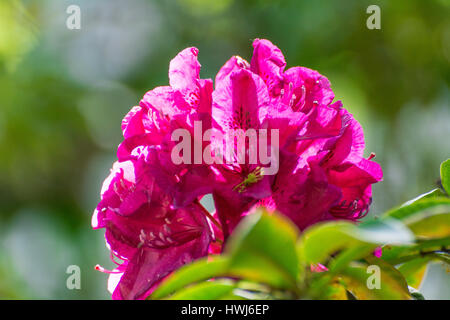 Bellissima struttura di rododendro blossoms spring garden sfondo Foto Stock
