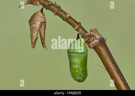 Farfalla monarca , Danaus plexippus, Chrysallis, Benalmadena, provincia di Malaga, Andalusia, Spagna Foto Stock