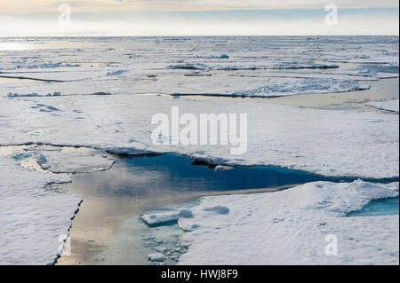 Pack ghiaccio a 81Â° Nord, Oceano Artico, isola Spitsbergen, arcipelago delle Svalbard, Norvegia, Europa Foto Stock