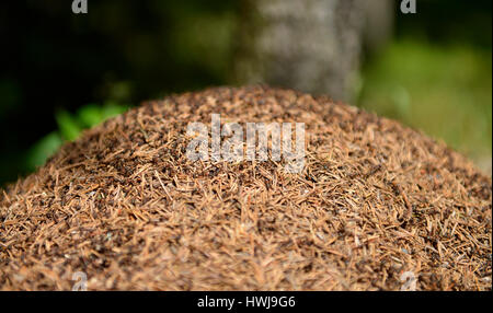 Ameisenhaufen, Fichtelgebirge, Oberfranken, Bayern, Deutschland Foto Stock