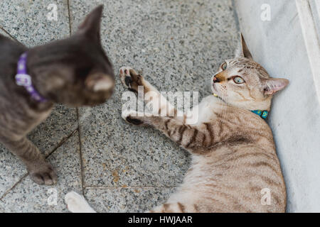 2 gatti aggressivi guardare a ogni altro. Uno è pronto per l'attacco, si erge sopra l'avversario, un tabby cat, che si blocca nella posa di protezione. Foto Stock