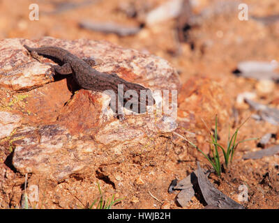 Tree Dtella Gecko Gehyra variegata nel sole di mattina su una roccia nell'outback vicino a Alice Springs, Australia, Luglio 2015 Foto Stock