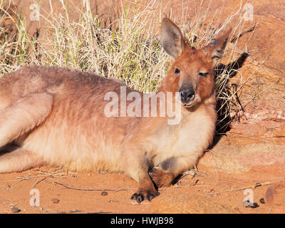 Canguro, Macropus rufus, appoggiata nel caldo sole di mattina in un outback formazione di roccia nei pressi di Alice Springs, Australia, Luglio 2015 Foto Stock