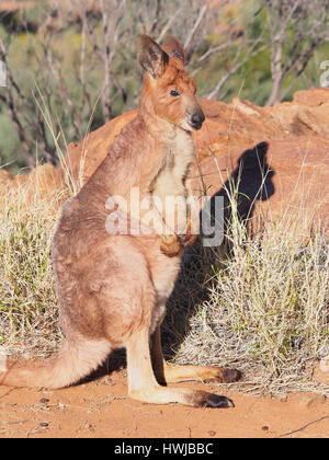 Canguro, Macropus rufus, graffiatura stesso e sorridente in un outback formazione di roccia nei pressi di Alice Springs, Australia, Luglio 2015 Foto Stock