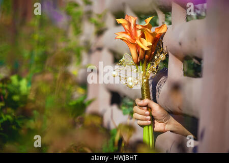 Arancione calla lilies in mano attraverso la recinzione Foto Stock