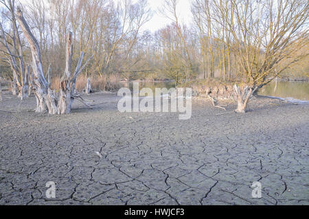 Essiccazione stagno, Bibersfeld, Rosengarten-Raibach, Swabian-Franconian foresta, Hohenlohe regione, Schwaebisch Hall, Baden-Wuerttemberg, Heilbronn-Franconia, Germania Foto Stock