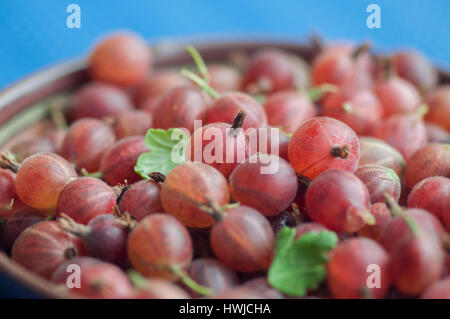 Ribes, , Ribes uva-crispa, Foto Stock