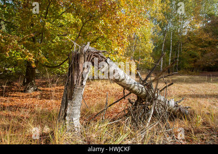 Scheggiato betulla, Bosco pascolo, Waldenburg montagne, Swabian-Franconian foresta, Hohenlohe regione, Baden-Wuerttemberg, Heilbronn-Franconia, Germania, , Betula, Foto Stock