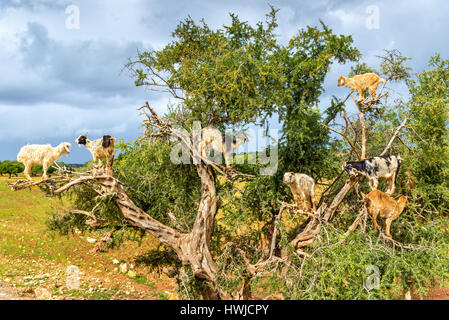Capre pascolano in una struttura ad albero di argan - Marocco Foto Stock