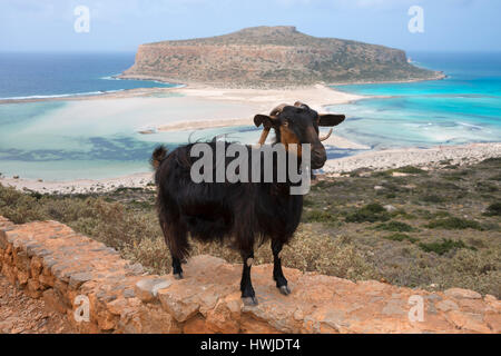 La Capra, Balos Beach, penisola Gramvousa, comunità locale Kissamos, distretto regionale di Chania, Creta, Grecia Foto Stock