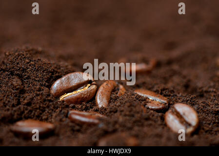 Kaffeebohnen und Kaffeepulver, Coffea arabica Foto Stock