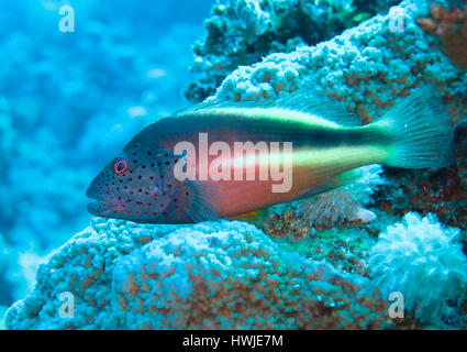 Gestreifter Korallenwaechter , Paracirrhites forsteri, St. Johns Riff, Rotes Meer, Aegypten ha Foto Stock