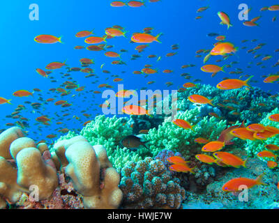 Juwelen-Fahnenbarsche , Pseudanthias squamipinnis, Korallenriff, St. Johns Riff, Rotes Meer, Aegypten ha Foto Stock