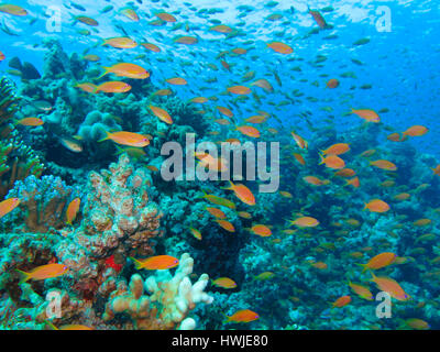 Juwelen-Fahnenbarsche , Pseudanthias squamipinnis, Korallenriff, St. Johns Riff, Rotes Meer, Aegypten ha Foto Stock