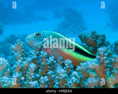 Gestreifter Korallenwaechter , Paracirrhites forsteri, St. Johns Riff, Rotes Meer, Aegypten ha Foto Stock