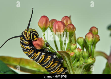 Caterpillar della farfalla monarca, Asclepia Curassavica, farfalla monarca , Danaus plexippus, Benalmadena, provincia di Malaga, Andalusia, Spagna Foto Stock