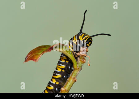 Caterpillar della farfalla monarca, Asclepia Curassavica, farfalla monarca , Danaus plexippus, Benalmadena, provincia di Malaga, Andalusia, Spagna Foto Stock