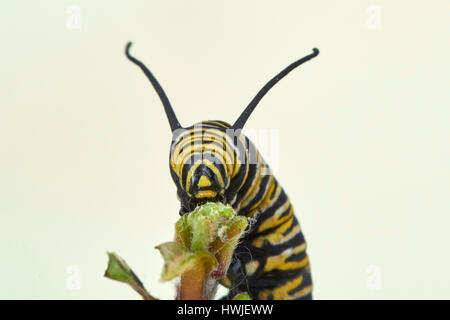 Caterpillar della farfalla monarca, Asclepia Curassavica, farfalla monarca , Danaus plexippus, Benalmadena, provincia di Malaga, Andalusia, Spagna Foto Stock