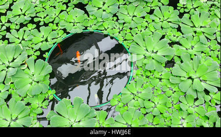 Red carpa in un stagno tra insalata verde Foto Stock