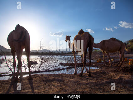 Borana le donne e i loro cammelli acqua potabile, Oromia, Yabelo, Etiopia Foto Stock