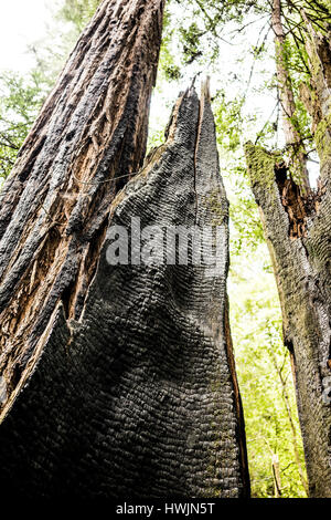 Albero di sequoia in California del nord che è stata colpita da un fulmine Foto Stock
