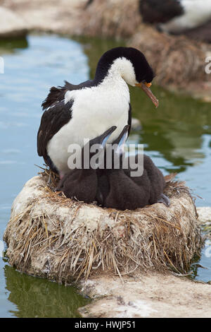 Il marangone dal ciuffo imperiale (Phalacrocorax atriceps albiventer) con pulcini sull isola Sealion nelle isole Falkland Foto Stock