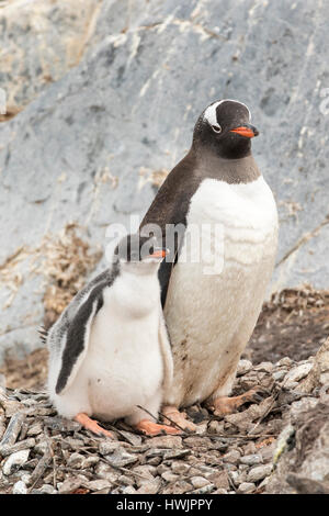 Pulcino di pinguino con un adulto. I pinguini Gentoo Antartide sul nido. Foto Stock