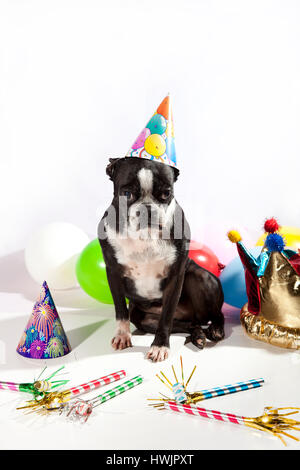 Triste Boston Terrier per la sua festa di compleanno. Palloncini colorati, cappelli, flauti isolato su bianco. Busbana francese cane nella parte anteriore della fotocamera. Ragazza di compleanno. Foto Stock