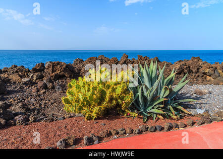 Piante tropicali sulla passeggiata costiera lungo l'oceano nella città di San Juan,, isola di Tenerife, Spagna Foto Stock