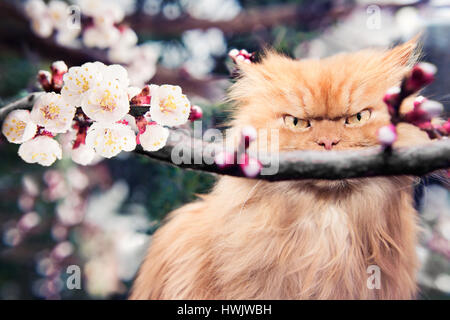 Gatto persiano con fioriture di primavera Foto Stock