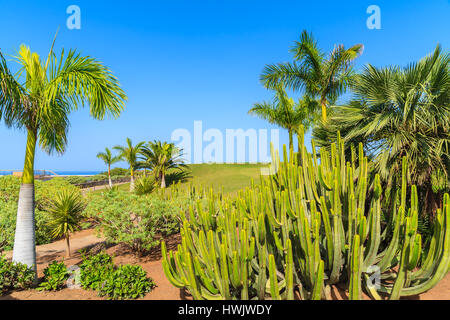 Palme e piante di cactus su un campo da golf nella parte settentrionale dell'isola di Tenerife, Spagna Foto Stock