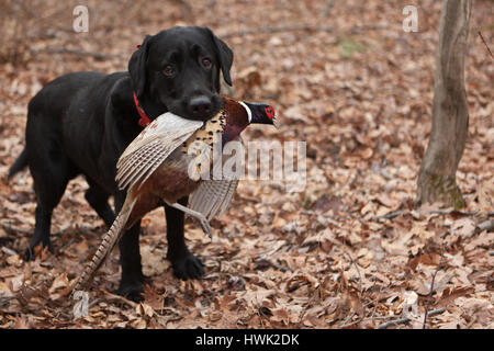 Il Labrador nero in mostra il fagiano in bocca Foto Stock