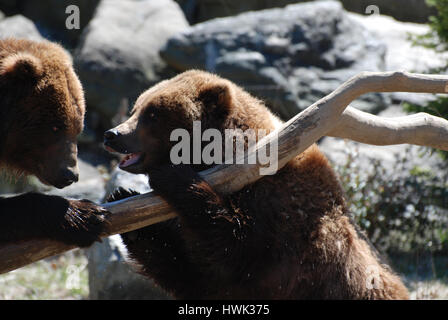 Due orsi girzzly appoggiato su di un registro di caduti. Foto Stock