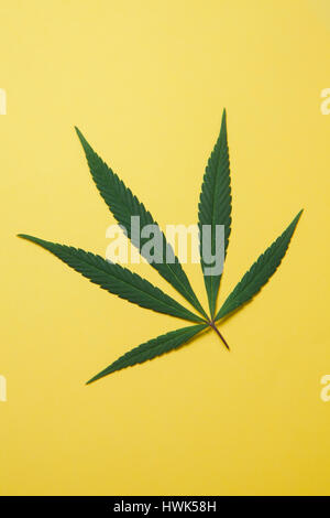 Sfondo di foglie di marijuana shot all'interno di uno studio. Foto Stock